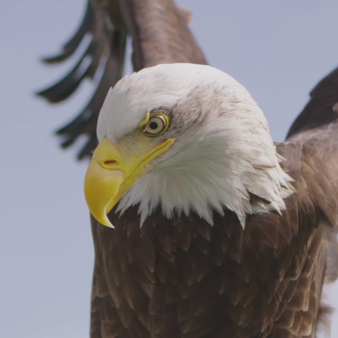 bald eagle